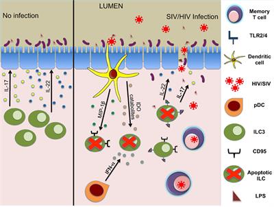 Innate Lymphoid Cells in HIV/SIV Infections